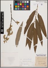 Foto von Salix dasyclados Wimm.